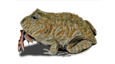 This Extinct Frog Probably Ate Crocodiles And Dinosaurs