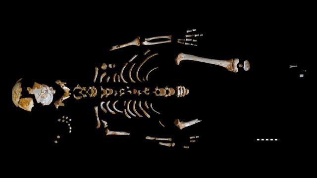 Exquisite Skeleton Of A Neanderthal Kid Offers Clues To Human Evolution