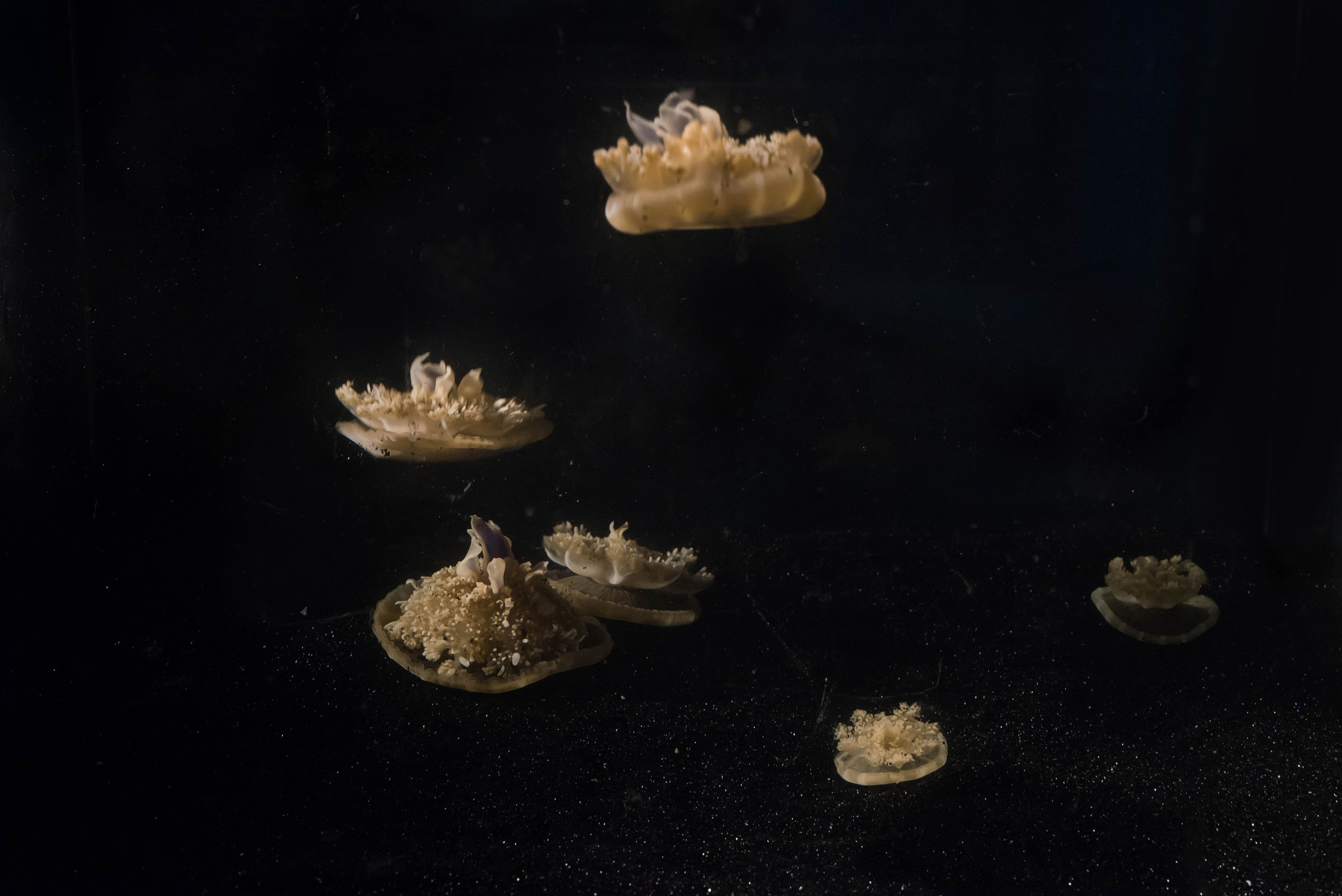 Brainless Jellyfish Are Making Us Rethink Our Understanding Of Sleep