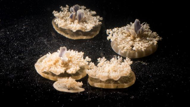 Brainless Jellyfish Are Making Us Rethink Our Understanding Of Sleep