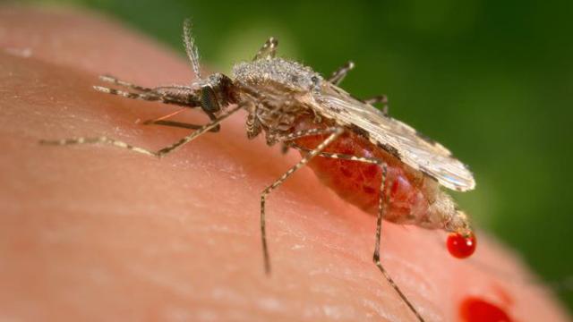 A Mutated Strain Of ‘Super Malaria’ Is Spreading At An Alarming Rate