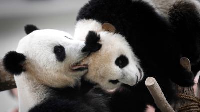 Pandas Are Probably Still Screwed, Sorry