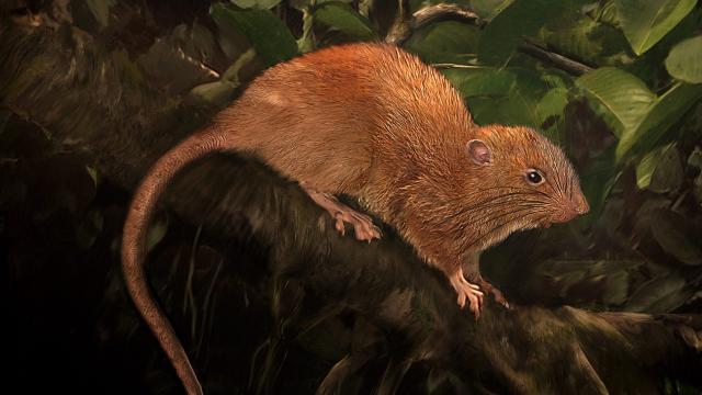 A Freakishly Large New Species Of Rat Has Been Discovered In The Solomon Islands