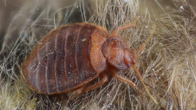 There’s Now Science-Backed Advice On How To Avoid Bringing Home Bed Bugs