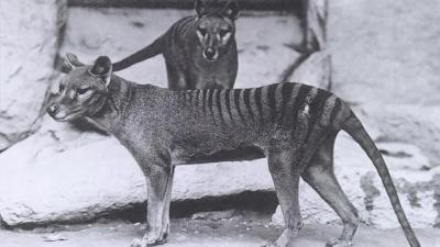 Climate Change Likely Killed Off Tasmanian Tigers