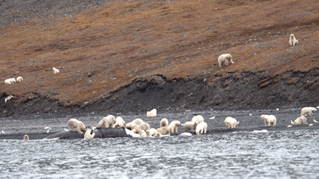‘There Are No Words’: Tourists Spot Hundreds Of Polar Bears Swarming Whale Carcass In Siberia