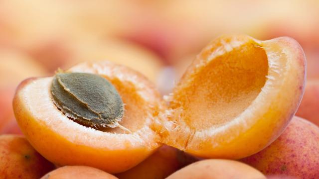 A Victorian Man Gave Himself Cyanide Poisoning Eating Apricot Kernels To Fight Cancer
