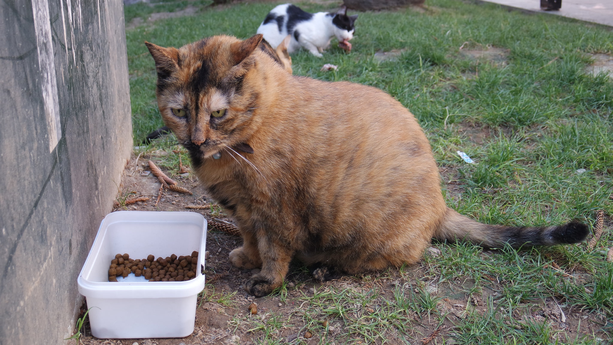 Vets Are Having Problems Talking About Your Obese Cat