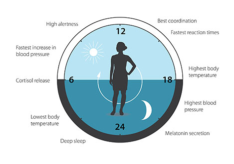 Here’s How The Body Keeps Time, Thanks To This Year’s Nobel Winning Science