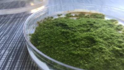 Scientists Genetically Engineered Moss To Smell Like Patchouli And It’s Amazing