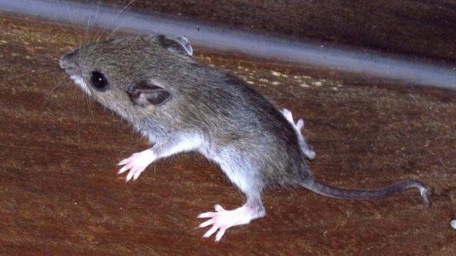 Mice Are Evolving To Survive Life In New York City
