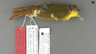 DNA Evidence Reveals True Identity Of Elusive Bird Species 