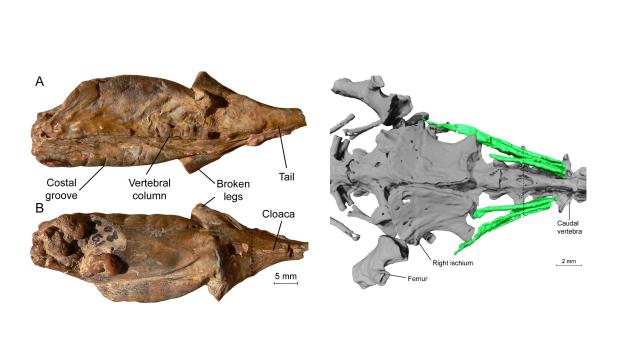 Scientists Find Incredibly Well-Preserved Organs (And Frog Parts) Inside 35 Million-Year-Old Salamander Mummy