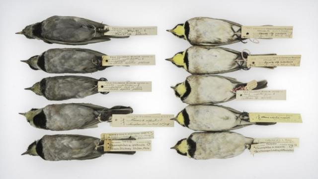 What Filthy Old Birds Can Tell Us About Air Pollution