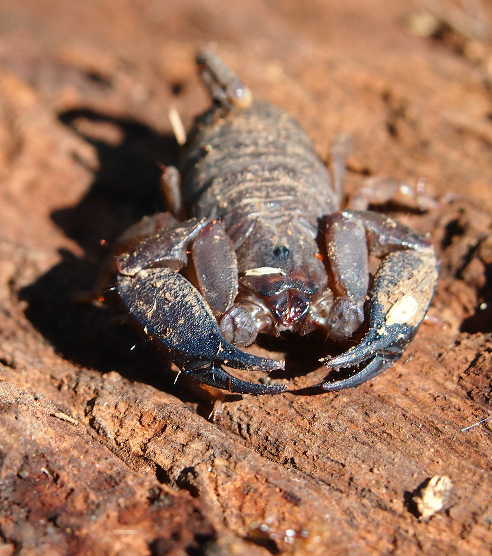 Scorpions Can Tweak Their Venom In Response To Changing Threats