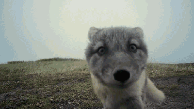 Watch A Pack Of Adorable Arctic Fox Pups Destroy A Documentary Filmmaker’s Camera