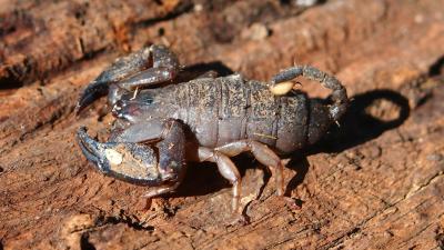 Scorpions Can Tweak Their Venom In Response To Changing Threats