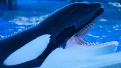 Captive Orca Whales Are So Bored They’re Destroying Their Teeth