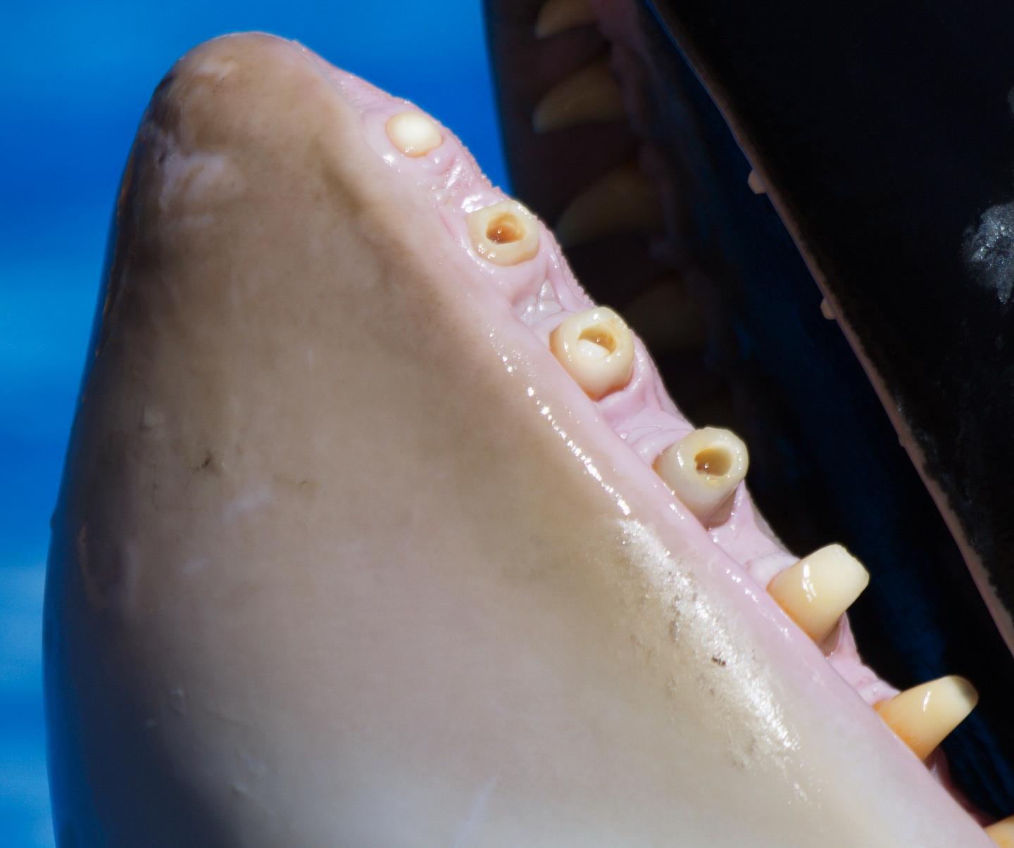 Captive Orca Whales Are So Bored They’re Destroying Their Teeth