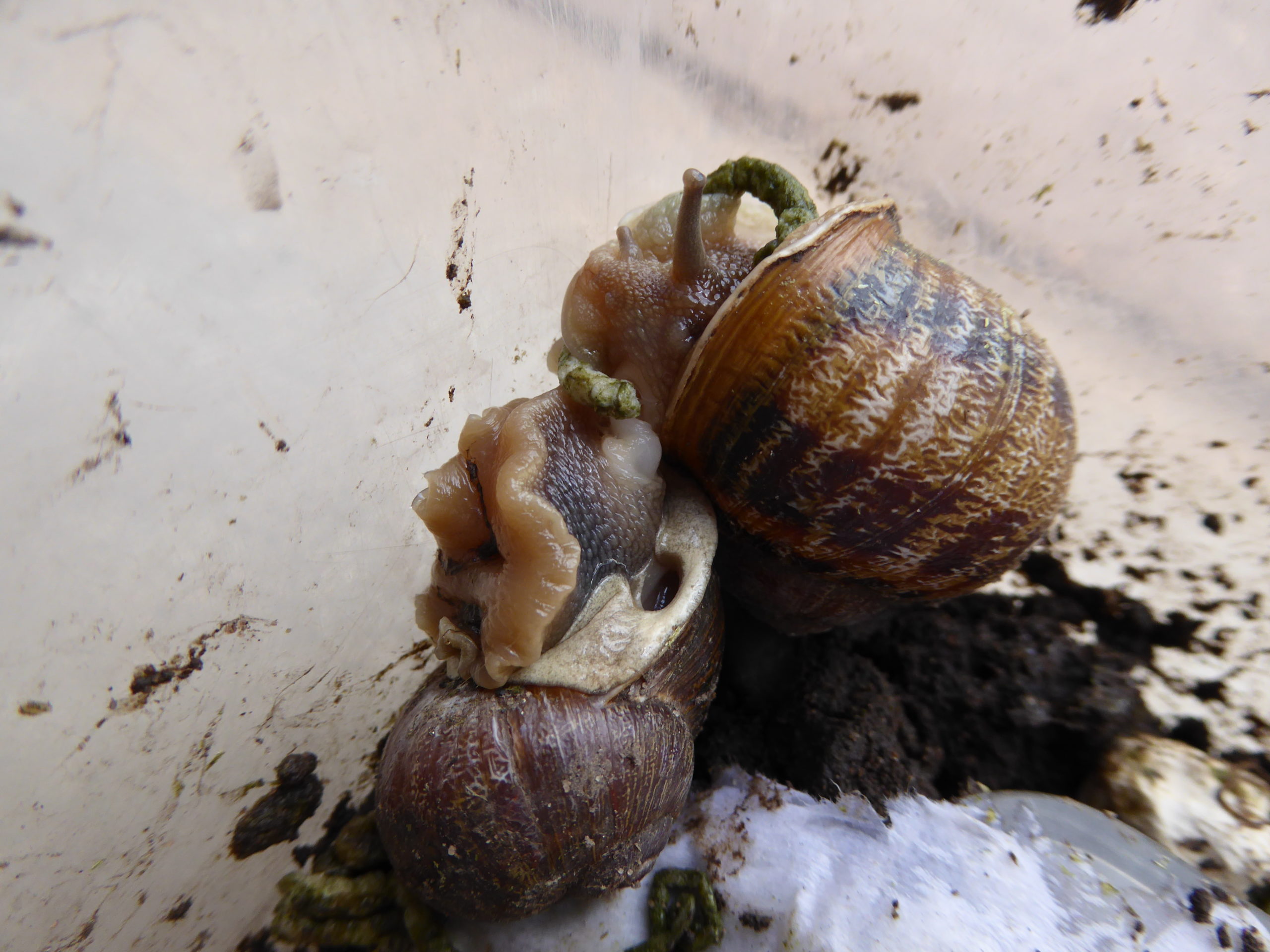Lefty Snail Jeremy Has Died, Bringing A Heartwarming Story To An End