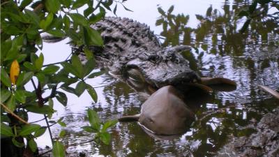 Scientists Document ‘Opportunistic’ Alligators Eating Sharks