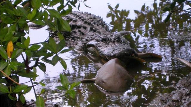 Scientists Document ‘Opportunistic’ Alligators Eating Sharks