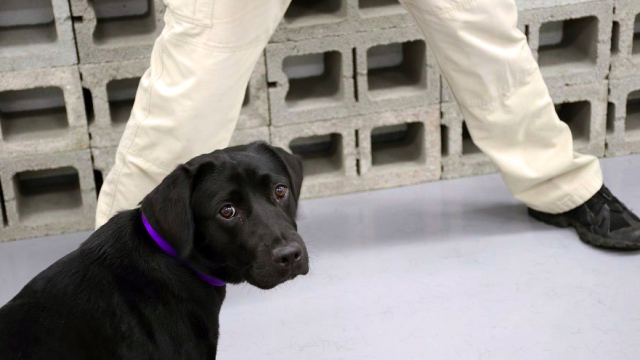 CIA Fires Very Good Girl For Refusing To Be A Narc