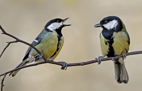 Backyard Bird Feeders May Be Altering The Course Of Evolution