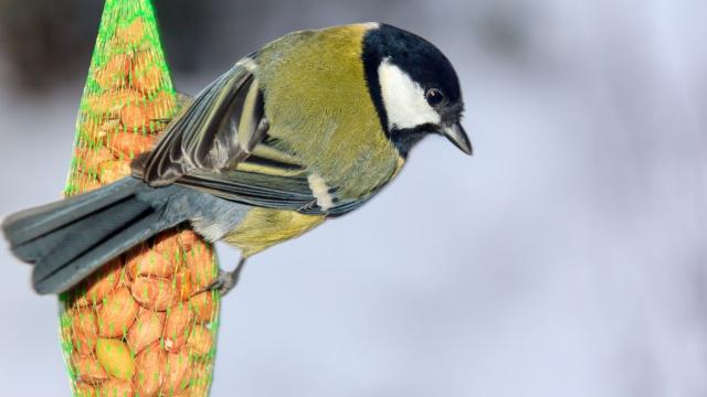 Backyard Bird Feeders May Be Altering The Course Of Evolution