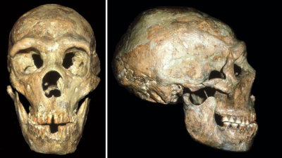 Neanderthals With Disabilities Survived Through Social Support