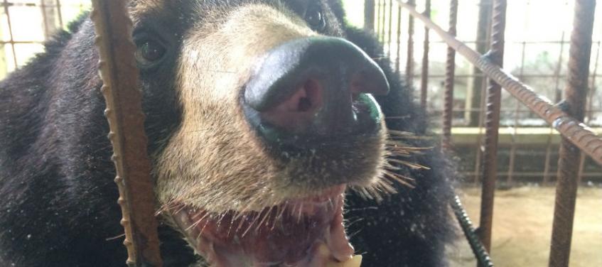 This Bear’s Grotesquely Enlarged Tongue Is The Stuff Of Nightmares