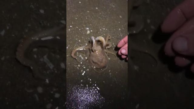 Dozens Of Octopuses Crawl Ashore Along Welsh Coast: ‘It Was A Bit Like An End Of Days Scenario’
