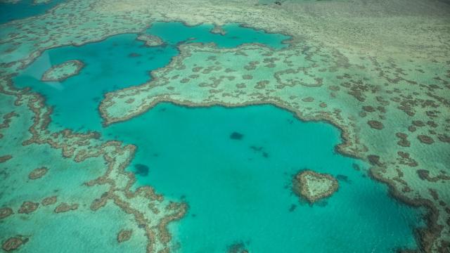 The Great Barrier Reef ‘Looks Like A Graveyard’