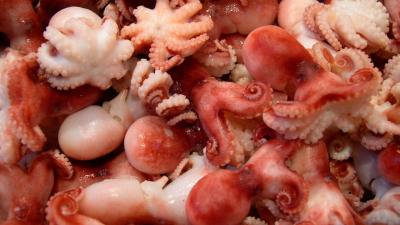Octopuses Don’t Have Tentacles, And Other Facts Scientists Want You To Know
