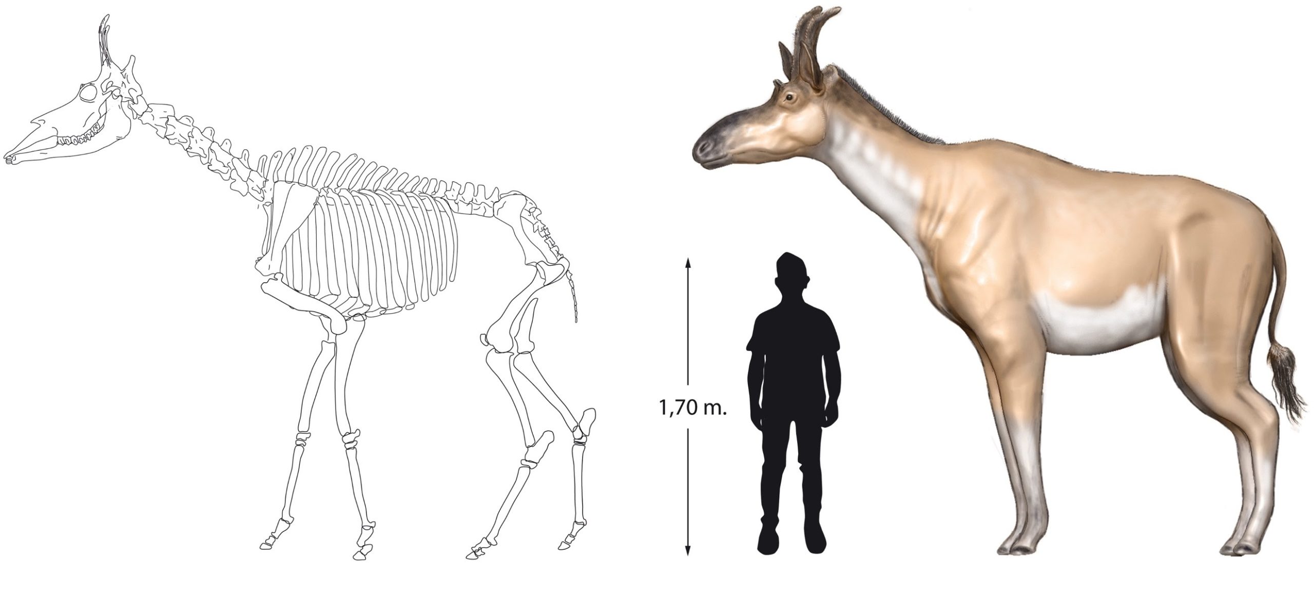 This Huge, Four-Horned Mammal Is Rewriting Giraffe Prehistory
