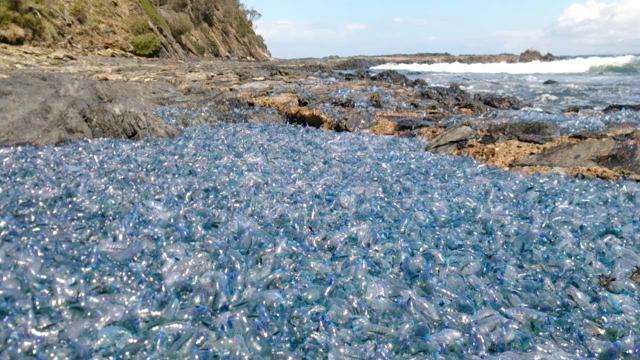 Thousands Of Bluebottles Wash Ashore In NSW: ‘It Was The Stuff Of Nightmares’