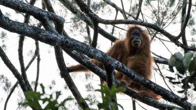 There’s A New Species Of Orangutan And It’s Already In Danger