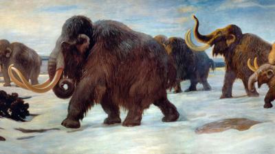 Why Did Male Mammoths Get Stuck In Traps More Often Than Female Mammoths?