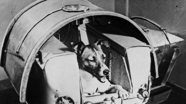 Here’s To The Brave Laika, Who Became The First Doggonaut 60 Years Ago