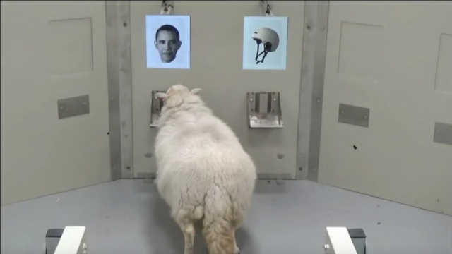Apparently These Sheep Can Recognise Emma Watson And Barack Obama