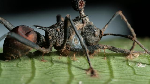 The Fungus That Turns Ants Into Zombies Is More Diabolical Than We Realised