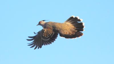 Crested Pigeons Sound The Alarm With Whistling Wings