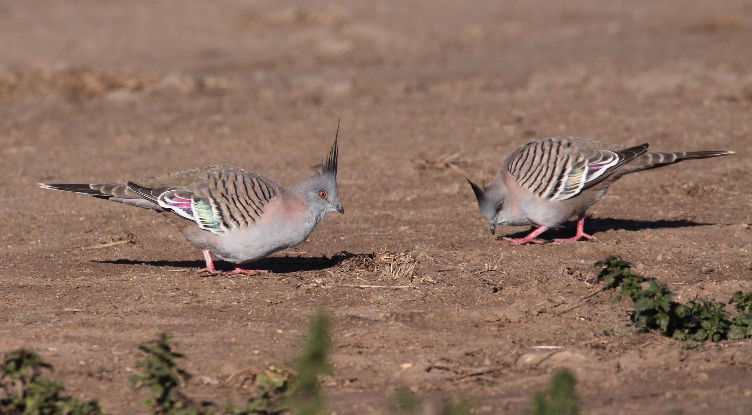 Crested Pigeons Sound The Alarm With Whistling Wings