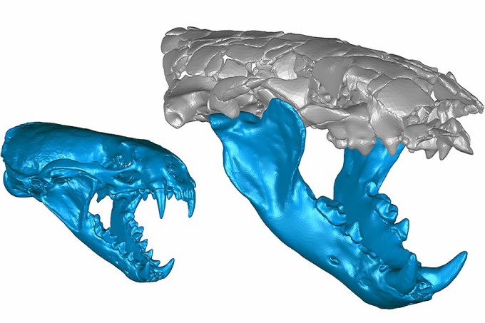 Extinct Giant Otter Ruled With Powerful Jaws