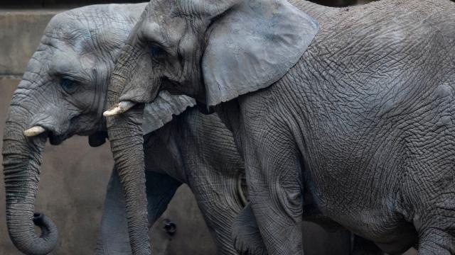 Connecticut Lawsuit Is The First To Claim Elephants As Legal Persons