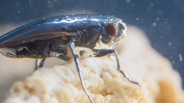 Ridiculously Waterproof Fly Survives Dives Into Toxic Lakes
