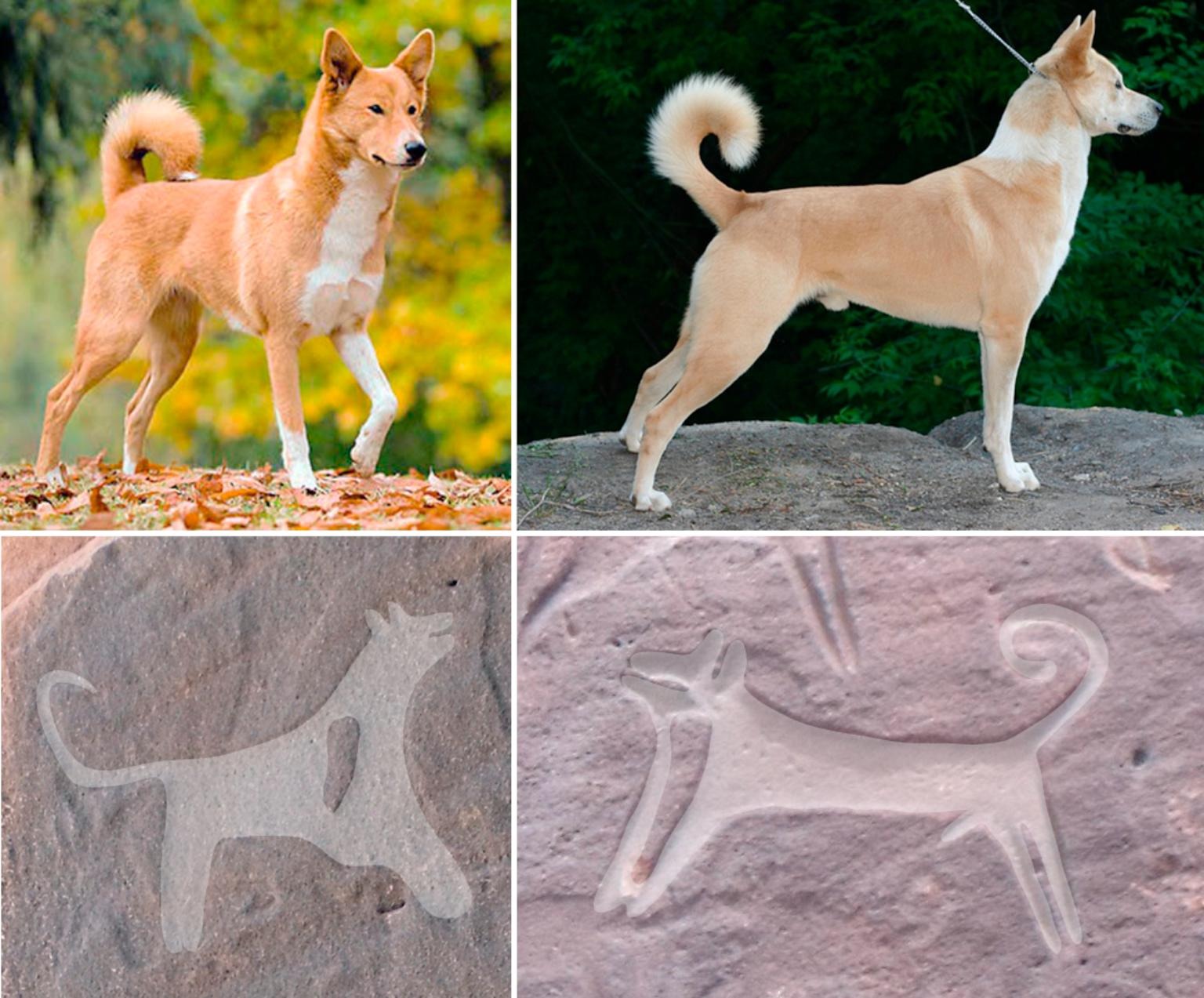 Ancient Cave Art Depicts Oldest Evidence Of Dogs Wearing Leashes