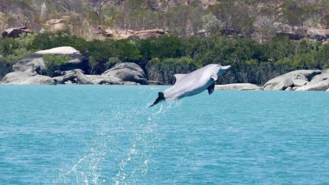 Male Australian Humpback Dolphins Gather Gifts To Get Laid