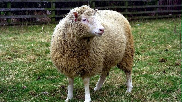 Dolly The Sheep Didn’t Die Prematurely Because She Was A Clone