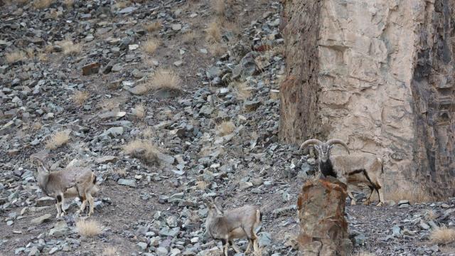 Can You Find The Perfectly-Camouflaged Snow Leopard Hidden On This Mountainside?